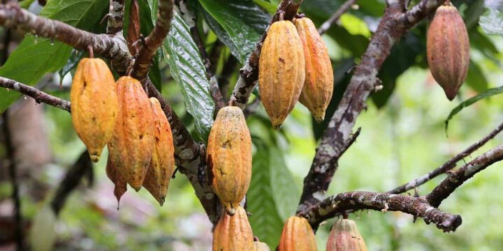 Valrhona Cacao Tree