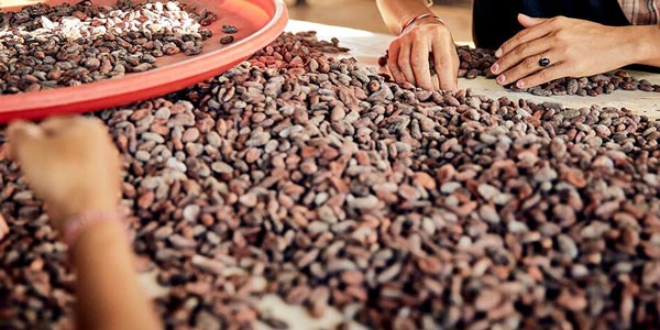 Traceability of cocoa beans