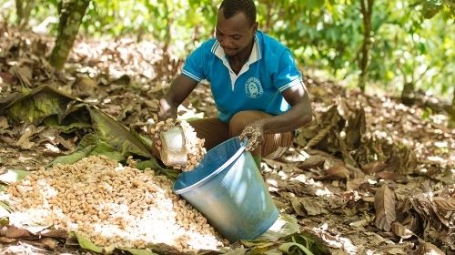 coltivazione del cacao in Ghana